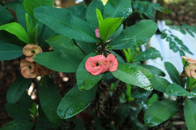 Nahaufnahme der schönen Euphorbia milii die Dornenkrone namens Corona de Cristo Dornenkrone Rosa Euphorbia milii Blume im Garten