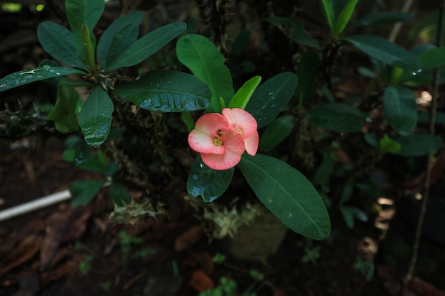 Nahaufnahme der schönen Euphorbia milii die Dornenkrone namens Corona de Cristo Dornenkrone Rosa Euphorbia milii Blume im Garten