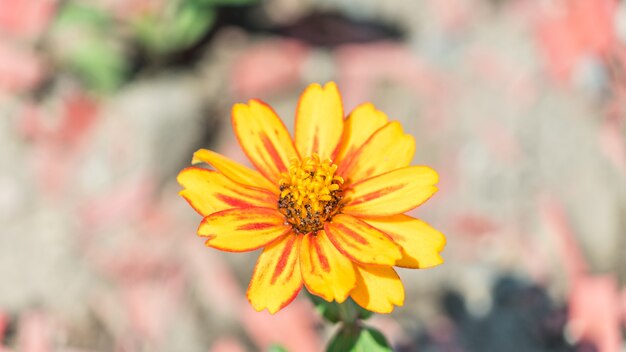 Nahaufnahme der schönen Kosmosblume in Sotschi, Russland.