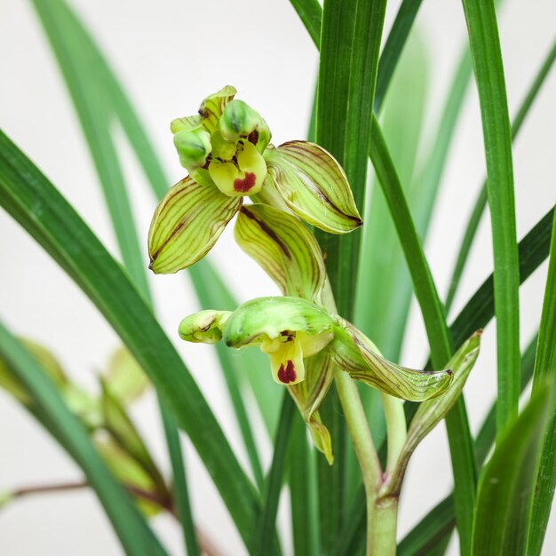 Nahaufnahme der schönen Orchideenblüte im Frühjahr