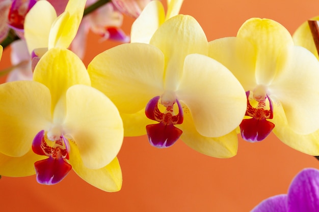 Nahaufnahme der schönen Orchideenblumen