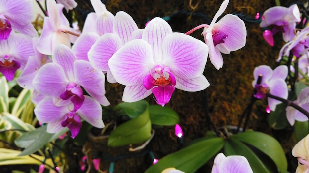 Nahaufnahme der schönen rosa Orchideenblumen