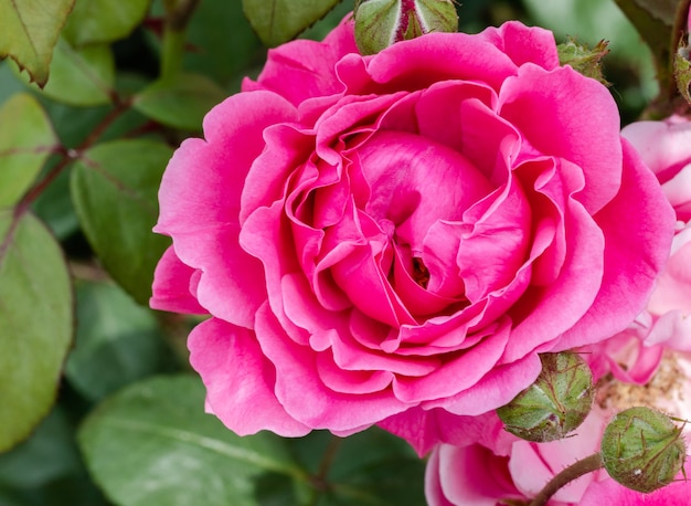 Nahaufnahme der schönen rosa Rose im Garten Gartenkonzept