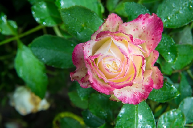 Nahaufnahme der schönen rosa Rosenblüte mit Regentropfen im Garten nachts im Dunkeln