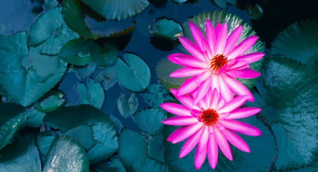 Nahaufnahme der schönen rosa Seerose und des Lotosblattes im blauen Teichlotus-Blumenhintergrund