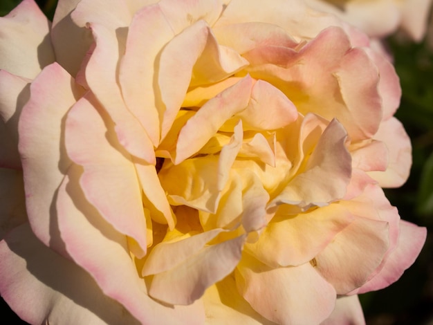 Nahaufnahme der schönen Rose im Garten.