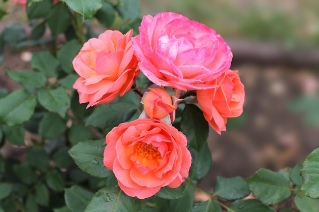 Nahaufnahme der schönen roten Rose Blume Rose Blume im Sommergarten Sommerblume der roten Rose blüht im Sommergarten