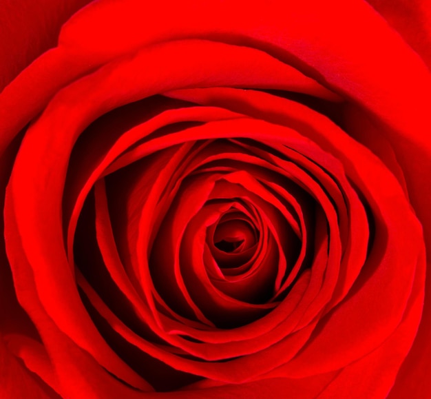 Nahaufnahme der schönen roten Rose. Blumenhintergrund