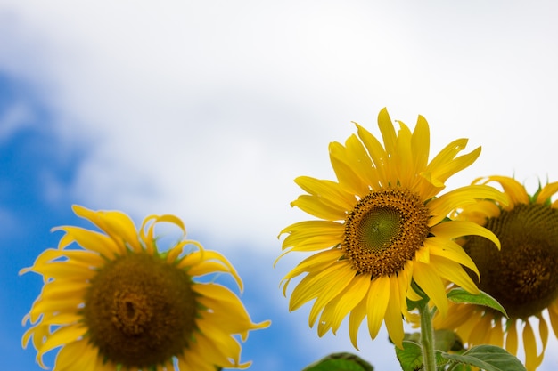 Nahaufnahme der schönen Sonnenblume