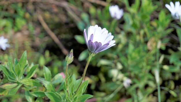 Nahaufnahme der schönen weißen Blüten von Dimorphotheca pluvialis, auch bekannt als Cape Rain Daisy Ringelblume Wetterprophet White Namaqualand Daisy etc