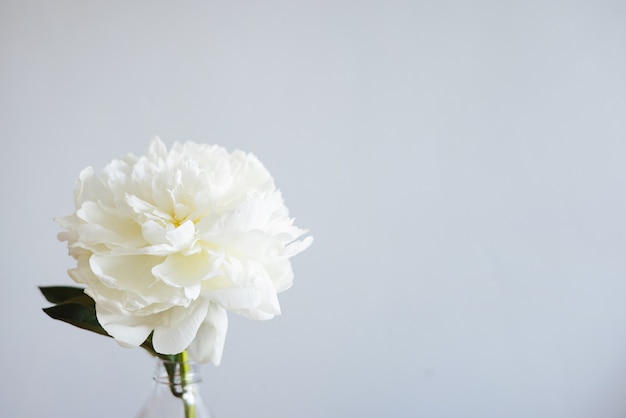 Nahaufnahme der schönen weißen Rosenblume in der Vase auf grauem Hintergrund mit Kopienraum, Blumenschuß