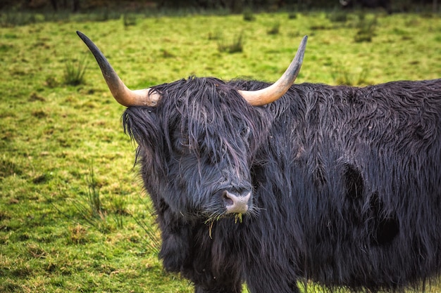 Nahaufnahme der schottischen Hochlandkuh