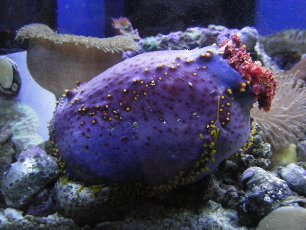 Nahaufnahme der Seeanemone