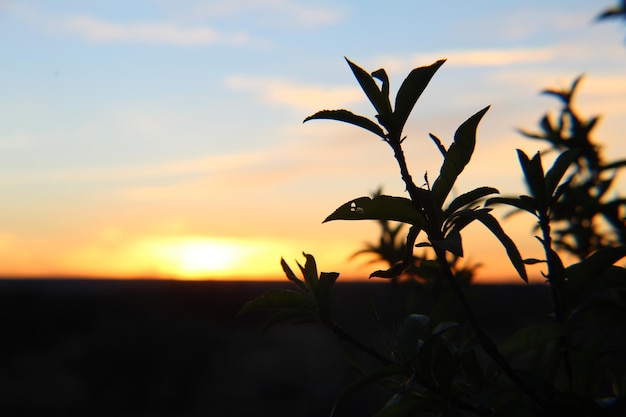 Foto nahaufnahme der silhouette der pflanze gegen den himmel bei sonnenuntergang