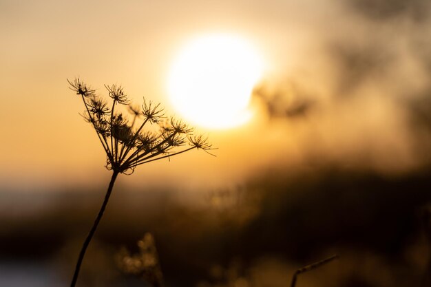 Foto nahaufnahme der silhouette der pflanze gegen den himmel bei sonnenuntergang