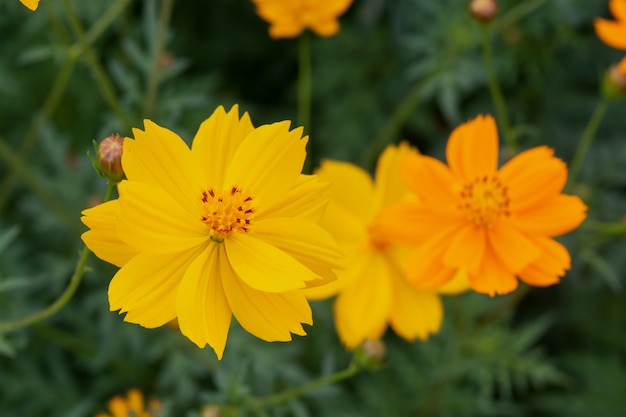 Nahaufnahme der sommerlichen Schwefelkosmosblume, gelbe Kosmosblume