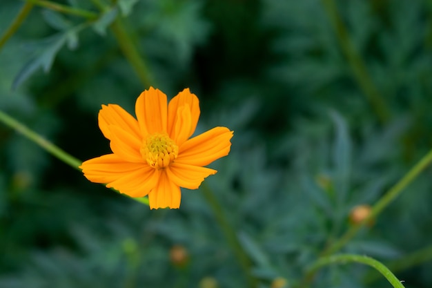 Nahaufnahme der sommerlichen Schwefelkosmosblume