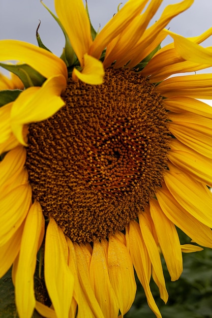 Foto nahaufnahme der sonnenblumenfeldlandschaft