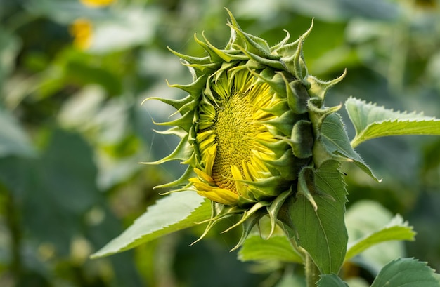 Nahaufnahme der Sonnenblumenknospe im Garten mit Kopierraum