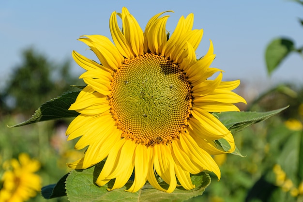 Nahaufnahme der Sonnenblumenmitte, mit freiliegendem Nektar, mit Biene und Fruchtfliegen.