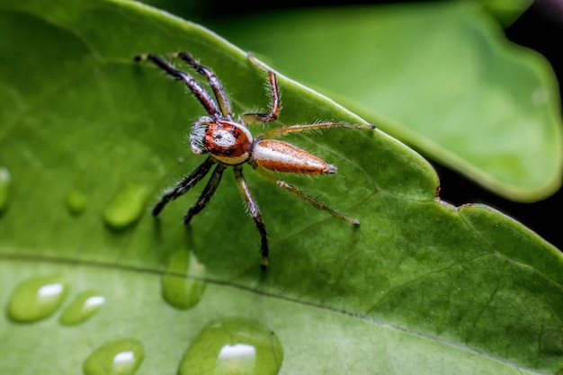 Nahaufnahme der Spinne auf einem Blatt