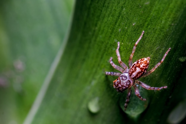 Foto nahaufnahme der spinne auf einem blatt