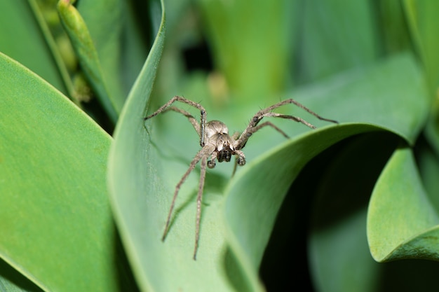 Nahaufnahme der Spinne im Garten