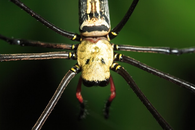 Nahaufnahme der Spinne