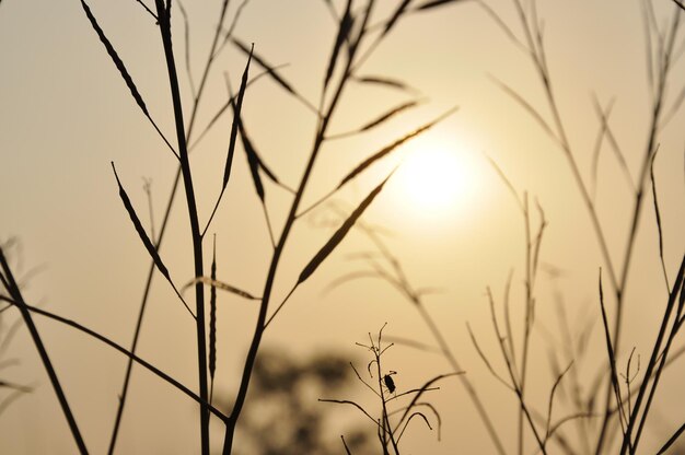 Foto nahaufnahme der stängel gegen sonnenuntergang