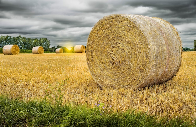 Nahaufnahme der Strohernte Strohernte auf dem Feld mit Kopienraum Heuernte auf dem Feld