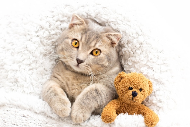 Nahaufnahme der süßen Tabby-Scottish-Fold-Katze, die den braunen Teddybären umarmt, während sie angenehm auf dem weichen...