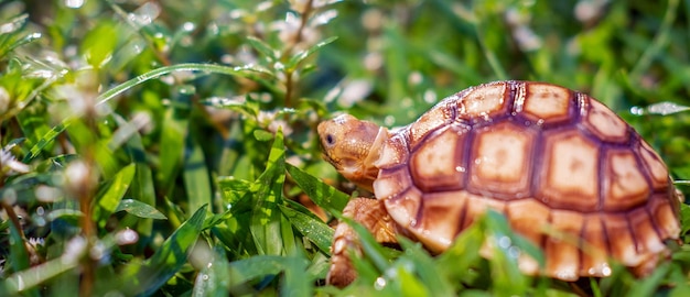 Nahaufnahme der Sulcata-Schildkröte oder afrikanischen Spornschildkröte, die in der Natur als große Schildkröte eingestuft wird