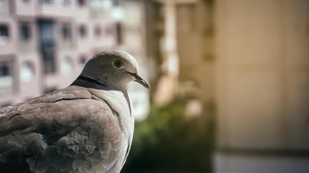 Nahaufnahme der Taube Columbidae eurasische Kragen-Taube Streptopelia