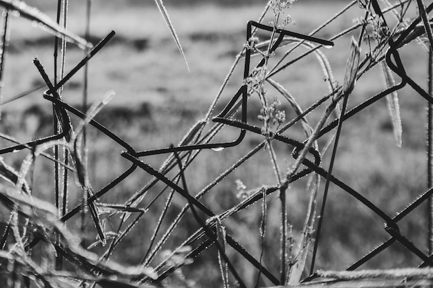 Foto nahaufnahme der trockenen anlage auf dem feld