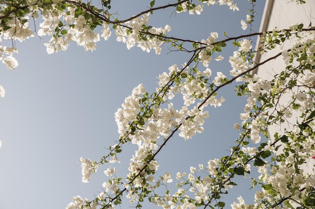 Nahaufnahme der tropischen Pflanze mit schönen weißen Blüten und grünen Blättern gegen den blauen Himmel Sommerreise Urlaub Blumenhintergrund