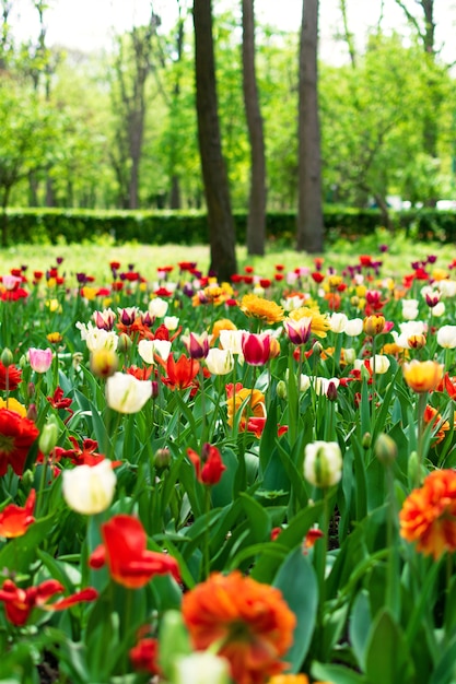 Nahaufnahme der Tulpen im Frühjahr