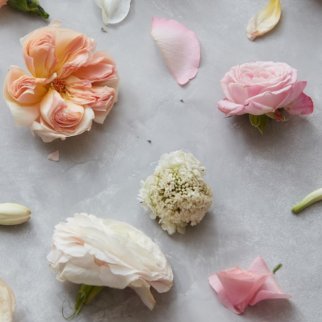 Nahaufnahme der verschiedenen Blumen getrennt über grauem Hintergrund dargestellt. Schöne Blumen über grauem Hintergrundkopienraum.