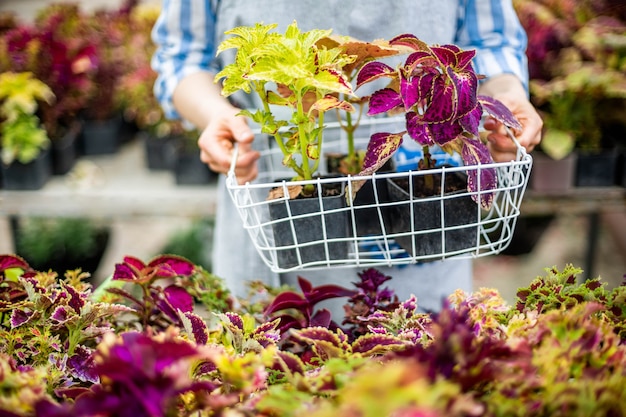 Nahaufnahme der weiblichen Agronomen, die eine Kiste mit frischen natürlichen Blüten halten, blüht mehrfarbige Blätter