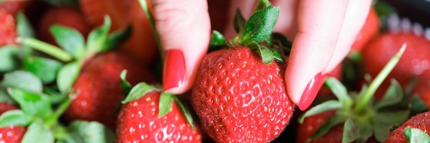 Nahaufnahme der weiblichen Hand mit leuchtend roter Gelpolitur-Maniküre, die reife Erdbeere gesund hält