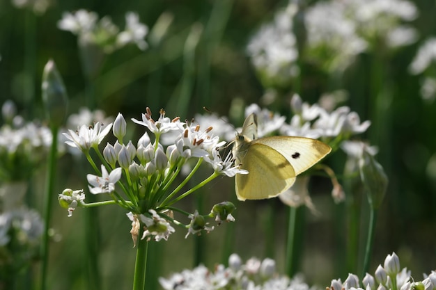 Nahaufnahme der weißen Blumen des Sommers