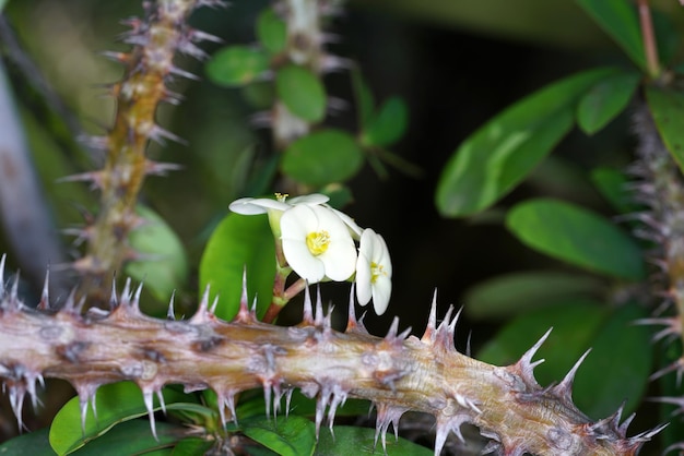 Nahaufnahme der weißen Euphorbia milii-Blume