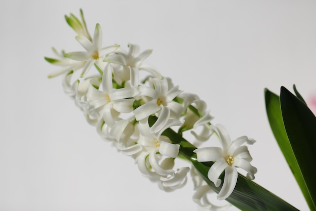 nahaufnahme der weißen hyacinthus orientalis gemeinsame hyazinthe gartenhyazinthe oder holländische hyazinthe