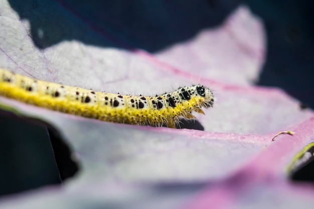 Nahaufnahme der weißen Kohlraupe, die sich auf einem Rotkohlblatt bewegt Pieris brassicae