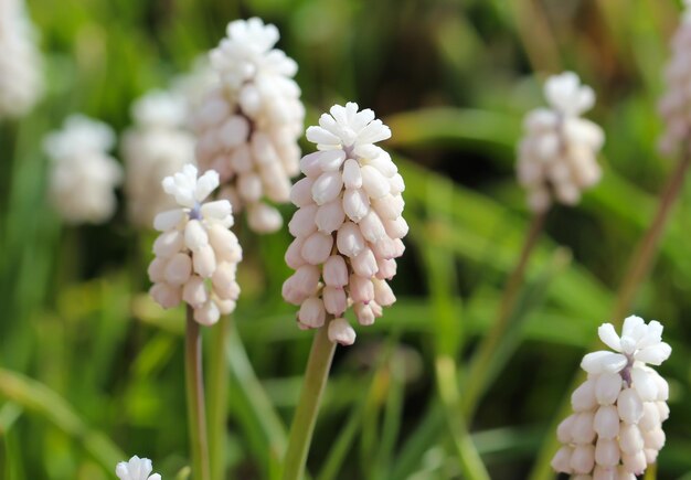 Nahaufnahme der weißen Maus Geocinth lat Muscari commutatum im Botanischen Garten