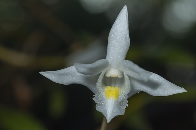 Nahaufnahme der weißen Orchidee