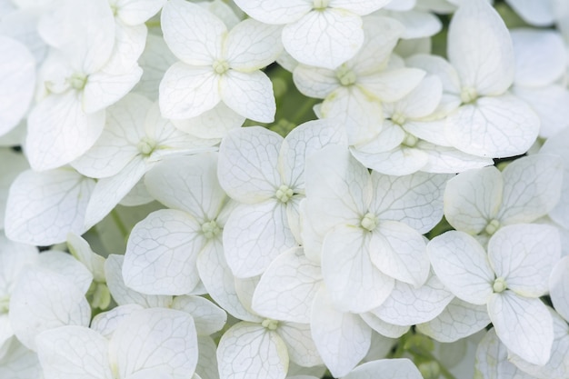 Nahaufnahme der weißen Sommerblumen