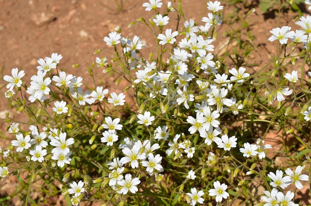 Nahaufnahme der weißen wilden Blume