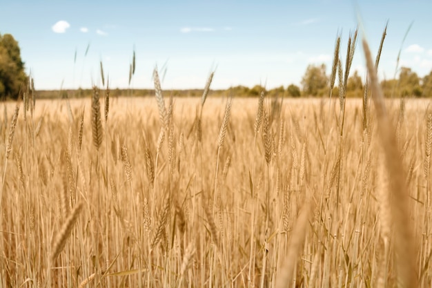 Nahaufnahme der Weizenspitze auf dem Feld.