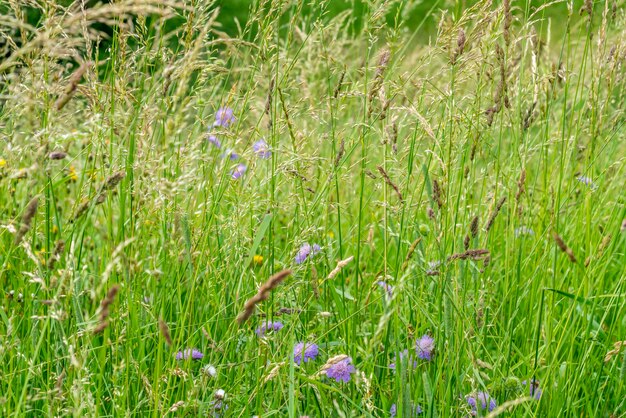 Nahaufnahme der Wiese