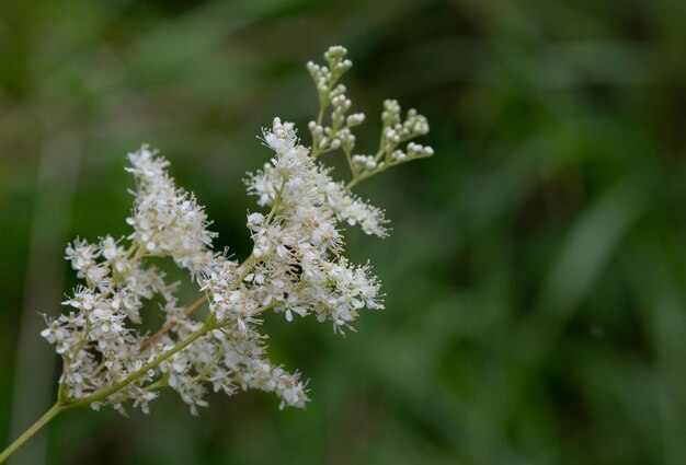 Nahaufnahme der wilden Feldblumen auf dem Feld